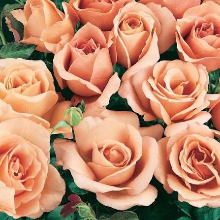 Rosa 'Julia's Rose' (Julia's Rose Standard Rose)