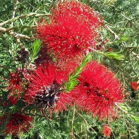Kunzea baxteri (Scarlet Kunzea)