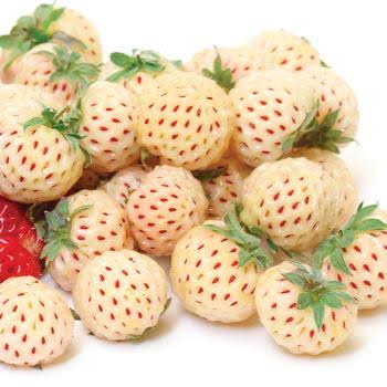 Fragaria × ananassa ‘Loran White’ (White Strawberry)