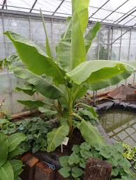 Musa Acuminata ‘Dwarf Cavendish’ (Dwarf Cavendish Banana)