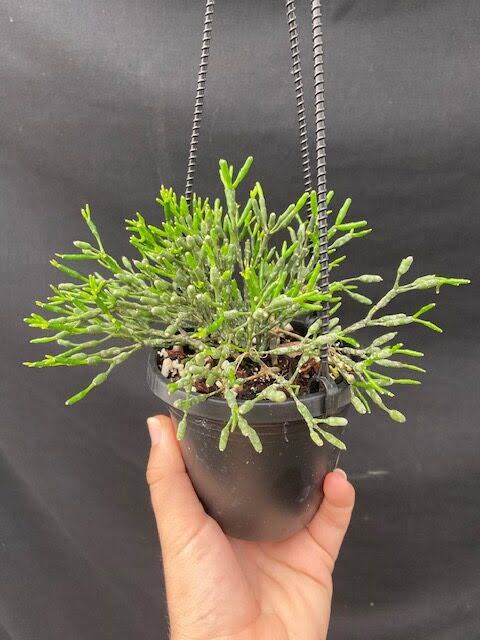 Rhipsalis Salicorniodes (Drunkard’s Dream Cactus)