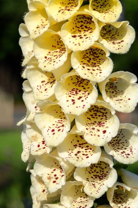 Digitalis Purpurea 'Dwarf Yellow' (Dwarf Yellow Foxglove)