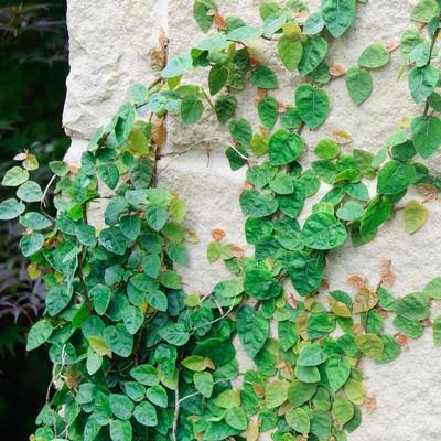Ficus pumila (Creeping Fig – Ladder Topiary)