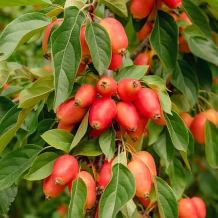 Malus 'John Downie' (John Downie Crab Apple)