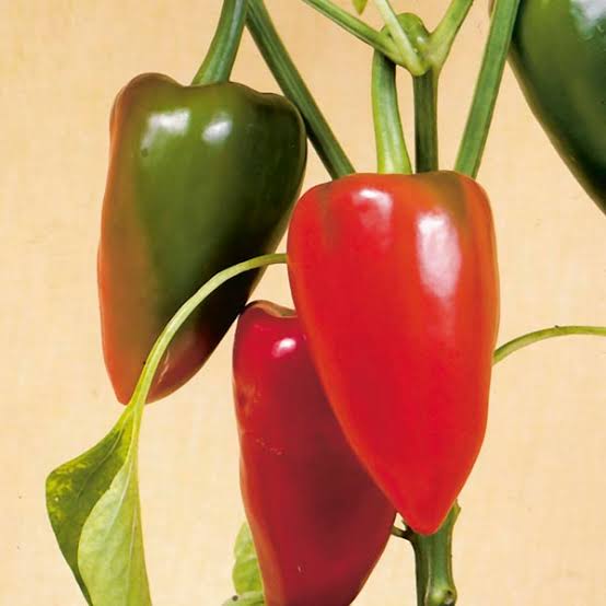 Capsicum Annuum (Sweet Pimento Capsicum)