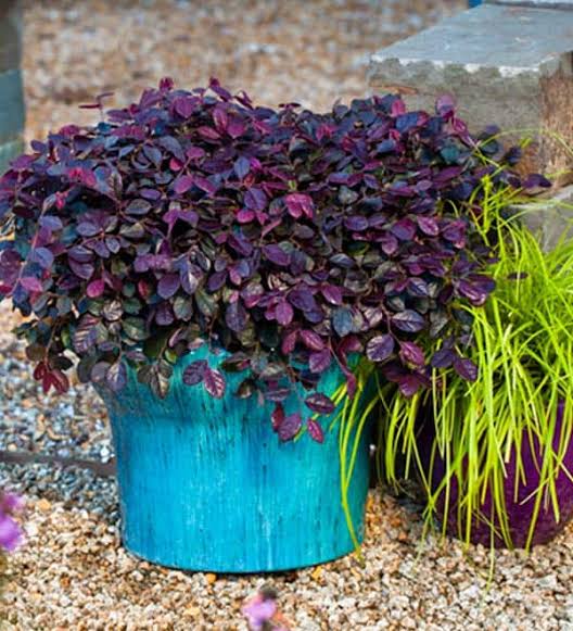 Loropetalum Chinense 'Peack' Purple Pixie™ (Purple Pixie™ Loropetalum)
