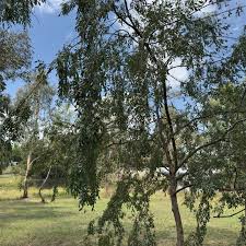 Ulmus Parvifolia 'Yarralumla' (Yarralumla Chinese Elm)