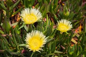 Carpobrotus Rossii (Yellow Pigface)
