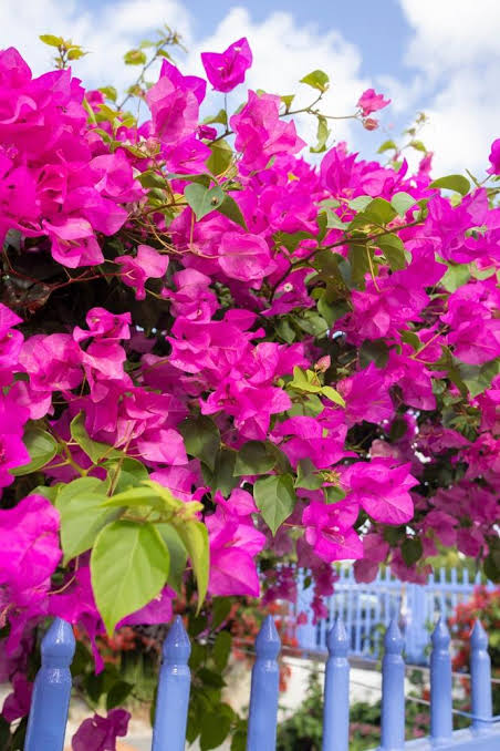 Bougainvillea glabra ‘Mrs H.C. Buck’