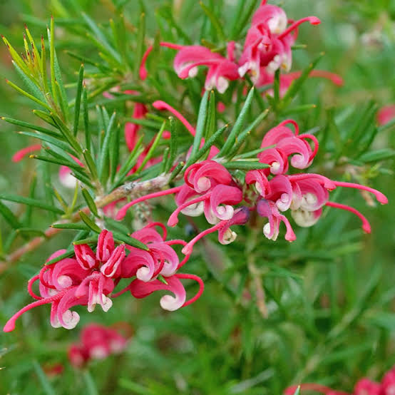 Grevillea ‘Clearview David’ (Clearview David Grevillea)