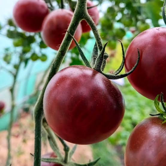 Solanum Lycopersicum 'Black Cherry' (Black Cherry Tomato)
