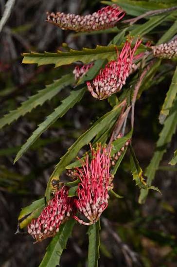 Grevillea aspleniifolia (Fern-leaved Grevillea)