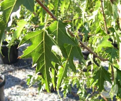 Betula pendula 'Dalecarlica' (Cut Leaf Birch)
