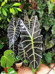 Alocasia × Amazonica (African Mask Plant)