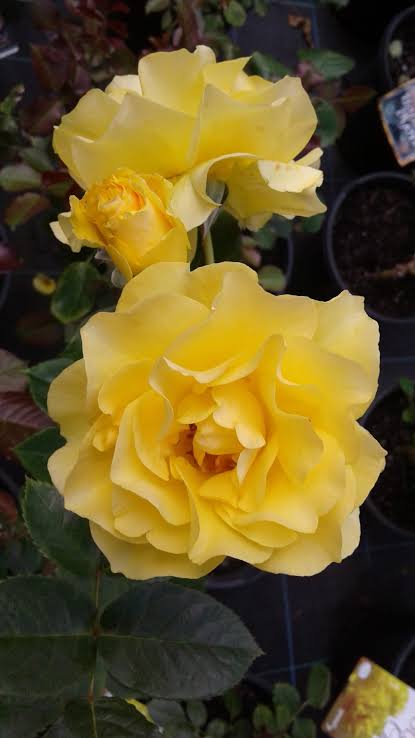 Rosa 'The Golden Child' (The Golden Child Rose)