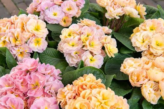 Primula Acaulis 'Paradiso' (Paradiso Primrose)