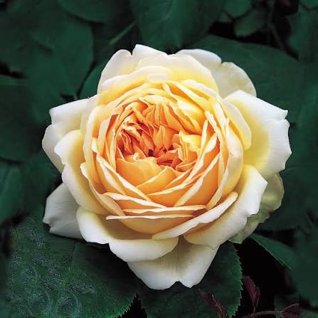 Rosa 'Jude The Obscure' (English Shrub Rose)