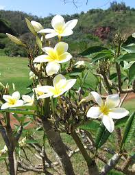 Plumeria Rubra Acutifolia (White Frangipani)