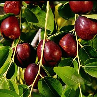 Ziziphus jujuba 'Li' (Li Jujube)