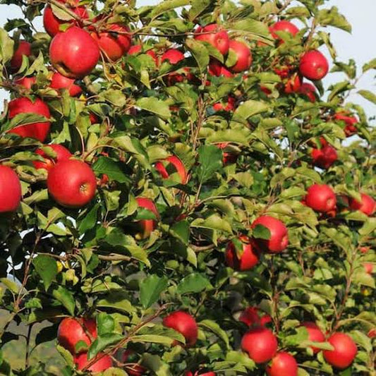 Malus Domestica 'Pink Lady' (Semi-Dwarf Pink Lady Apple)