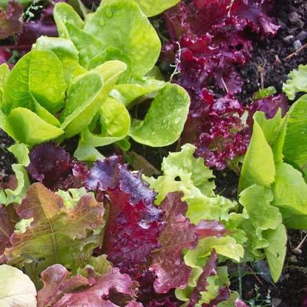 Lactuca sativa 'Bistro Blend' (Bistro Blend Lettuce)