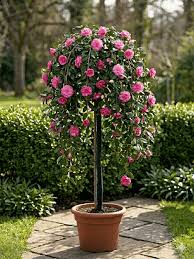 Camellia Sasanqua ‘Marge Miller’ (Marge Miller Camellia) Standards