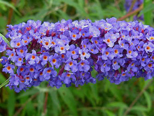 Buddleja davidii 'Nanho Blue' (Nanho Blue Butterfly Bush)