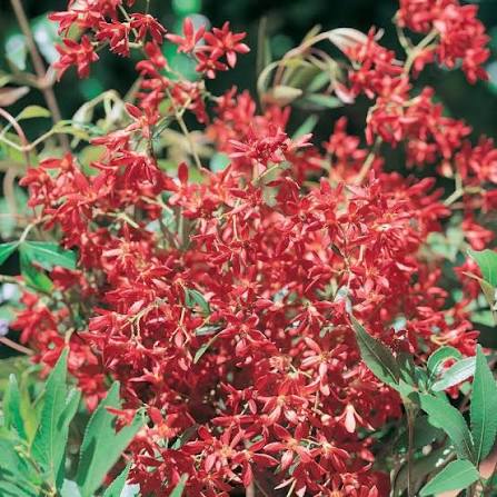 Ceratopetalum gummiferum 'Johanna's Christmas' (Dwarf NSW Christmas Bush)