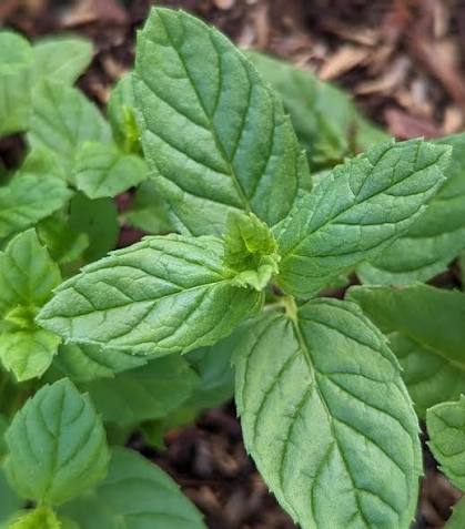 Mentha spicata (Spearmint)