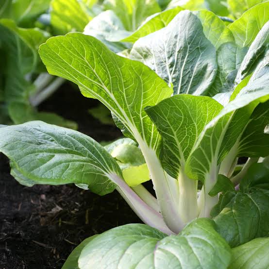 Brassica Rapa subsp. Chinensis (White Stem Pak Choi)