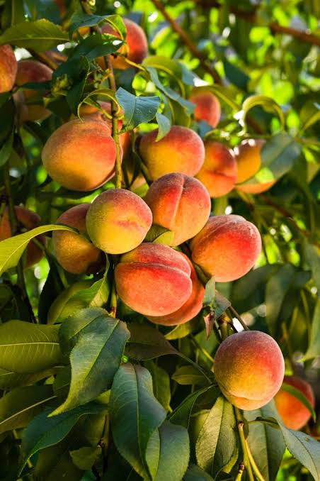 Prunus Persica var. Nucipersica 'Sunset' (Super Dwarf Sunset Nectarine)