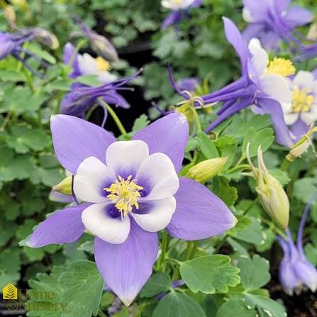 Aquilegia vulgaris 'Earlybird Purple & Blue' (Earlybird Purple & Blue Columbine)