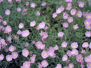 Oenothera Speciosa (Pink Evening Primrose)