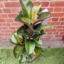 Ficus elastica ‘Sophie’ (Sophia) (Rubber Plant)