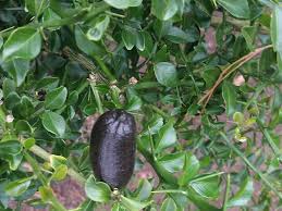 Citrus australasica 'D Emerald' (Emerald Finger Lime)