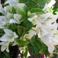 Bougainvillea Glabra ‘Penelope’ (White Bougainvillea)