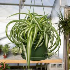 Chlorophytum Comosum 'Bonnie' (Curly Spider Plant Hanging Basket)