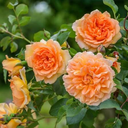 Rosa 'Dame Judi Dench' (Dame Judi Dench Shrub Rose)