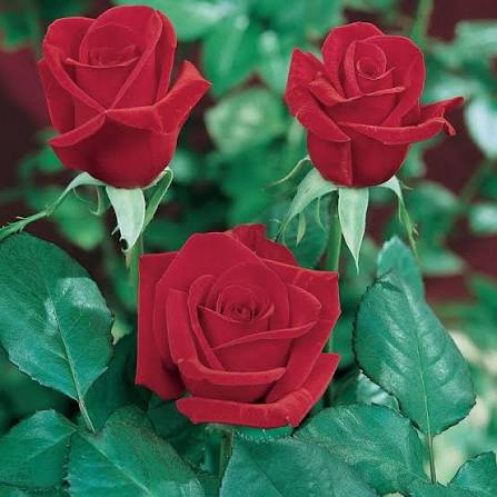 Rosa 'Kardinal' (Kardinal Standard Rose)