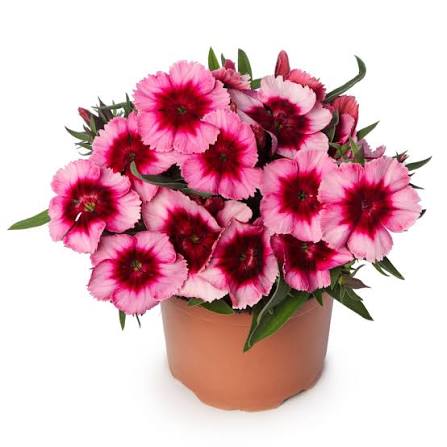 Dianthus 'Super Parfait Raspberry' (Super Parfait Raspberry Pink)