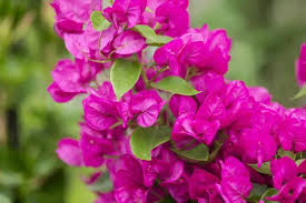 Bougainvillea Glabra ‘Pink Cascade’ (Pink Cascade Bougainvillea)