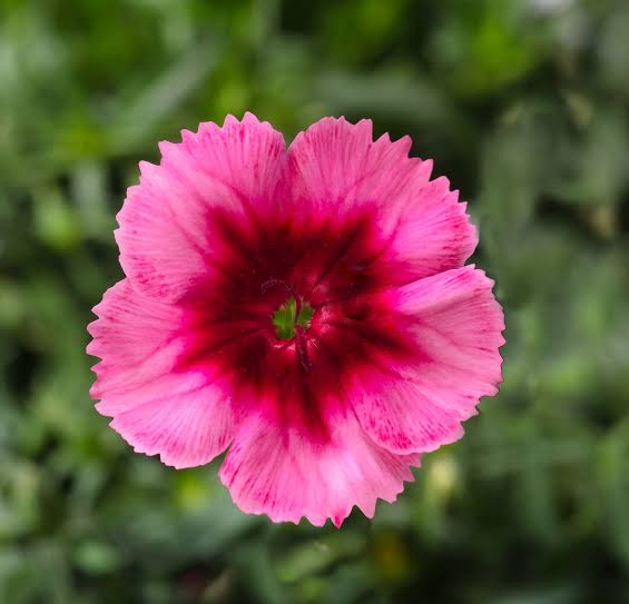 Dianthus 'Super Parfait Raspberry' (Super Parfait Raspberry Pink)