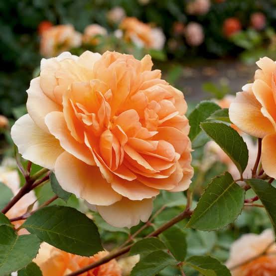 Rosa 'Dame Judi Dench' (Dame Judi Dench Shrub Rose)