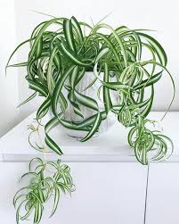 Chlorophytum Comosum 'Bonnie' (Curly Spider Plant Hanging Basket)