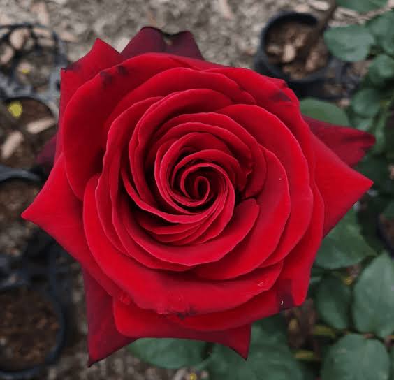 Rosa 'Mr Lincoln' (Mr Lincoln Standard Rose)