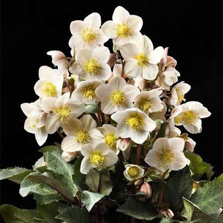 Helleborus Gold Collection® 'Shooting Star' (Shooting Star Lenten Rose)
