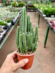 Cereus Peruvianus (Peruvian Apple Cactus)