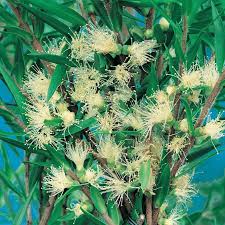 Melaleuca bracteata 'Revolution Green' (Revolution Green Honey Myrtle)