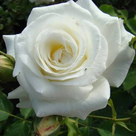 Rosa 'Pascali' (Pascali Standard Rose)