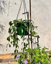 Codonanthe Crassifolia (Trailing Codonanthe Hanging Basket)